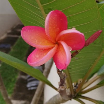 BLAZ527354's profile picture. 