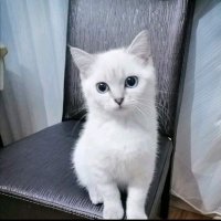 Fatoş (@fato49993084863) 's Twitter Profile Photo