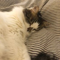 Tiger sort of (@tigeriguess) 's Twitter Profile