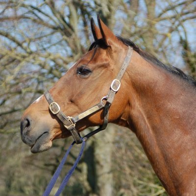 MilestoneEvent5's profile picture. Love horses, and horse racing, favourite horse was Lochsong
