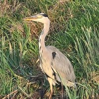 Lisa Matthews (@lisalevels) 's Twitter Profile