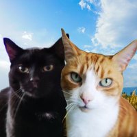Sir Murphy T. Cat, KCVO & Angel 😇 Boo 🌈 🌉(@MurphyTCat) 's Twitter Profile Photo