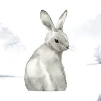 ColoradoRabbit (@coloradorabbit) 's Twitter Profile
