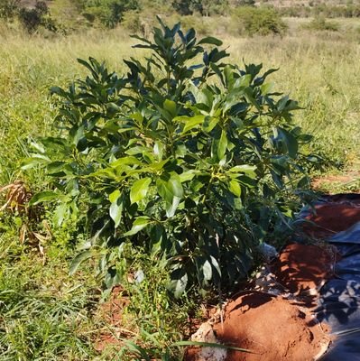 Networking and sharing sustainable AGRIBUSINESS knowledge and information. For a greener and more sustainable future. +254723571360 | info@trancleservices.co.ke