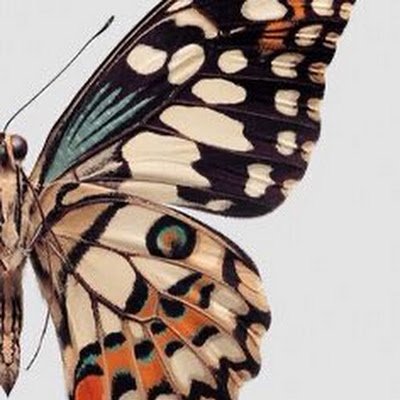 stgfrll64659926's profile picture. 