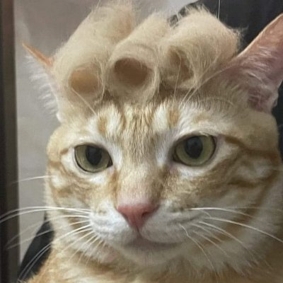 oti_lamina's profile picture. Tanteando, porque no le sabemos.