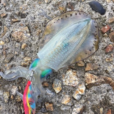 morihei20701's profile picture. 好きなことは🏀🏄‍♂️🎣🦑🎧 仕事は🦑🐟🎣の研究