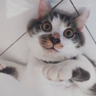 eh_uju's profile picture. ngurusin gigi orang dan kucing 🫰