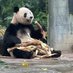 熊猫 (@pandakopaodaoo) Twitter profile photo 熊猫 (@pandakopaodaoo) Twitter profile photo