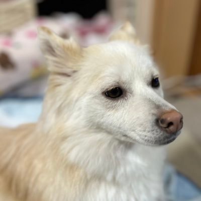 犬とニュース用 さくら:柴か秋田系雑種譲渡犬(大仙市出身)、体重18kg16歳3か月まで ゆり:日本スピッツ系雑種保護犬(藤里町出身)、2021.9生まれ、体重6kg