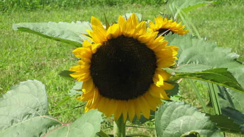 MMVolk's profile picture. 