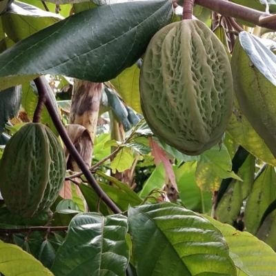 Chocolatero de barrio de guayacanes