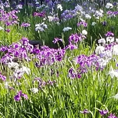 kazun_marsj's profile picture. 自閉スペクトラム症者の家族。障害の理解と支援の種まき。自然、花、減災🌎😌🌸🎗️弥栄✨🍀
💓幸せに✨
無言フォロー失礼いたしますm(__)m