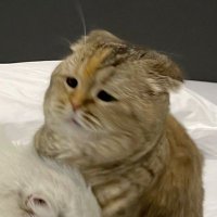 แม่เรียกน้องลิน (@lin_dxx) 's Twitter Profile