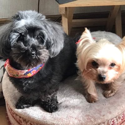 HaruchamaHaru's profile picture. ファッションチャンピオン 寿司&かりんとうが好き。てけてけトイレンジャー team:@Loguire_Gaming