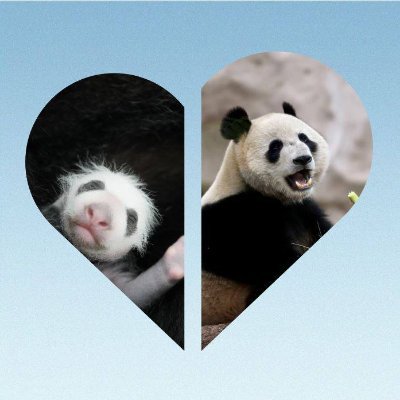 Hi! I am a panda cub 🐼 Born and raised in Moscow, at the Moscow Zoo. My ma is DinDin and da is Zhui. Here I share impressions of this wonderful world around us