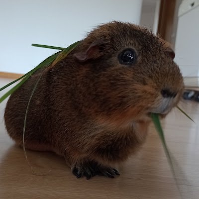 Indie Game Dev 👾
Spreading the word of love about Cobay@s 🐹💖