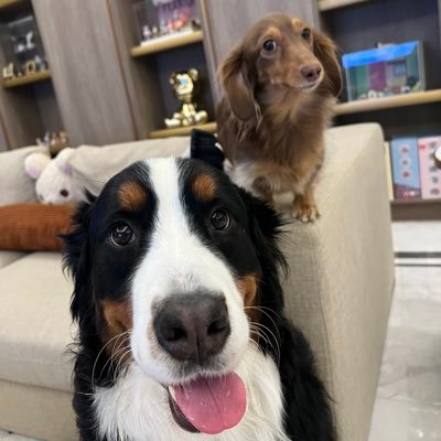 PortaldaPed's profile picture. 皆さん、こんにちは！ ツイッターという大家族に参加できて嬉しいです。 私は日本の文化、特に日本のアニメとグルメが大好きです。 私も旅行が好きで、いろいろな国の風土を探求しています。 ツイッターで日本からの友達がもっと増えてほしいです🌸🌸🌸🌸