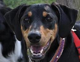 ATV, educadora canina, proyecto de veterinaria y peluquera canina e interesada en el marketing. Amante de los animales, porque ellos completan mi vida