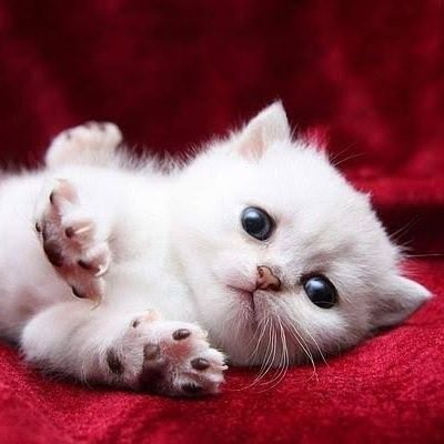 cryptolaw275's profile picture. God,🛐 crypto trader,📈 finance coach, 💵 investor,$wkc @wikicatcoin, passionate about touching lives, Believer @smsdao