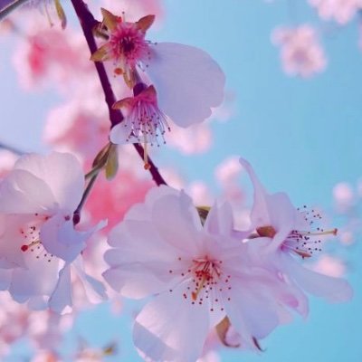 AndreinaZerpaTT's profile picture. 