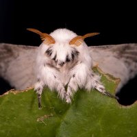 Mothston (@mothston2) 's Twitter Profile