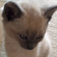 Donna (@dmoeders) 's Twitter Profile
