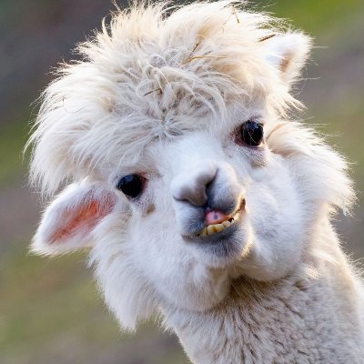 MagesticLlama10 Profile Picture