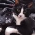 Felix@tuxedocat (@iwasafostercat) Twitter profile photo Felix@tuxedocat (@iwasafostercat) Twitter profile photo