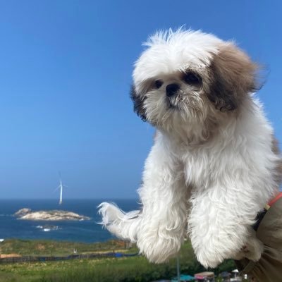 DominicaSt71645's profile picture. 🇨🇳互fo互赞有fo必回，传递中国声音💯