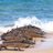 lifeguardh's profile image