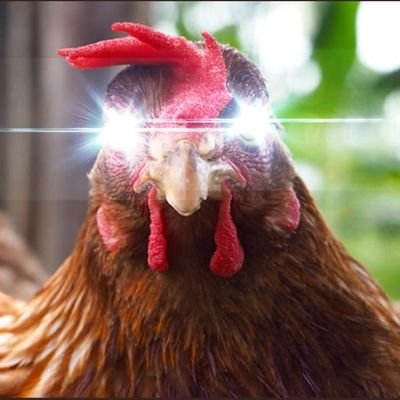 CryptoChicken7 Profile Picture