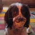Sproco Spaniel (@spanielsproco1) Twitter profile photo Sproco Spaniel (@spanielsproco1) Twitter profile photo