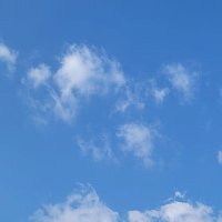 Sheep (@fluffytreaveler) 's Twitter Profile