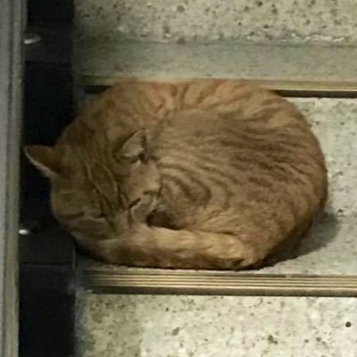 ZzwAawz334's profile picture. Vが好きです