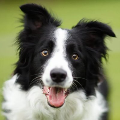 Border collie, following changes to global borders