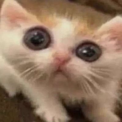 stiekks's profile picture. 