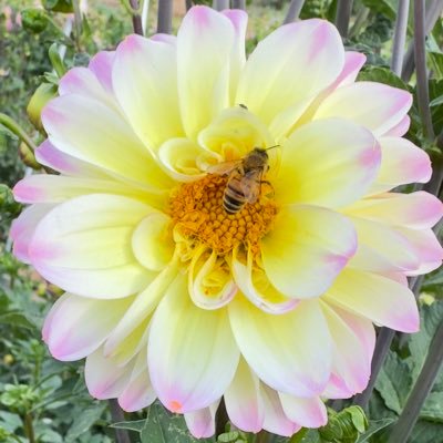 atrelina's profile picture. Flowers farm