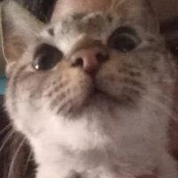 shadow (@eakugt) 's Twitter Profile