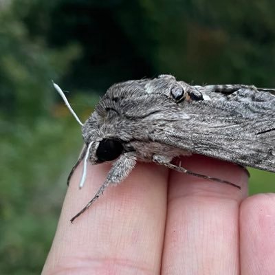 Ecologist, birder and naturalist. Mostly sharing moth pictures and random bits of local wildlife of interest to virtually no-one.