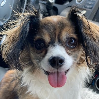 TrumpSuxbig's profile picture. MOVING TO BLUE PLACE.  @depechemodefan101
 Never Trump!  Support womens right to control their own body. Debt Free. Love my fur baby!