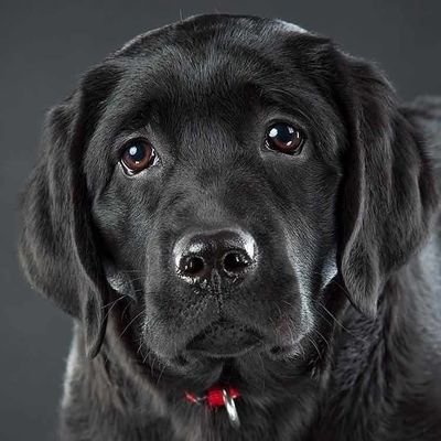 Labradorsfan1 Profile Picture