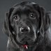 Labrador Retriever (@Labradorsfan1) Twitter profile photo