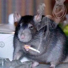 masterpump07's profile picture. Put Crash in Smash, Biggie Cheese in All-Star Brawl, and Austin Powers in MultiVersus (RIP)
No. 1 Gallus stan