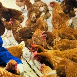 A social enterprise/empower vulnerable girls and women/ Eco-friendly poultry farming/ environmental conservation 
For business related DM: amasimbin@yahoo.com