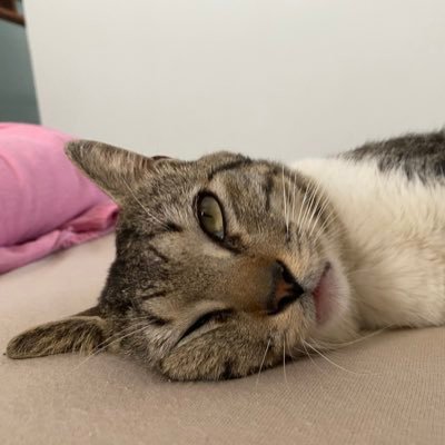 lauranicollyyy's profile picture. 