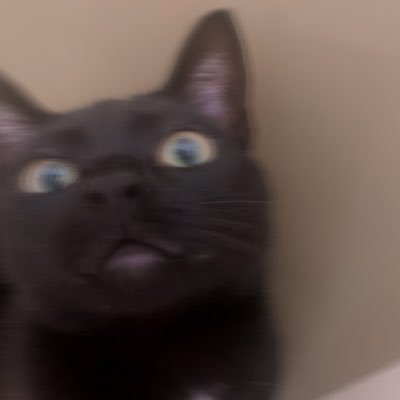 themoonferns's profile picture. 🌙🌿