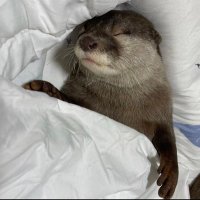 french_angora (@nonmerc66726538) 's Twitter Profile Photo french_angora (@nonmerc66726538) 's Twitter Profile Photo