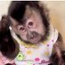 🦍 MonoPosting 🦍 (@monopostin) Twitter profile photo 🦍 MonoPosting 🦍 (@monopostin) Twitter profile photo