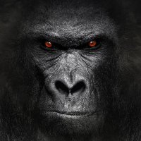 SilverBack Publishing(@sbacknovellas) 's Twitter Profile Photo